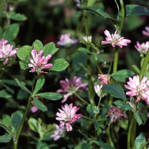 Planta de Trébol persa | Trifolium resupinatum