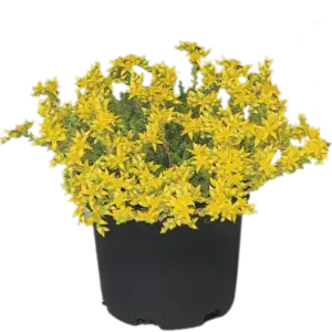 Planta de Uña de gato | Sedum acre