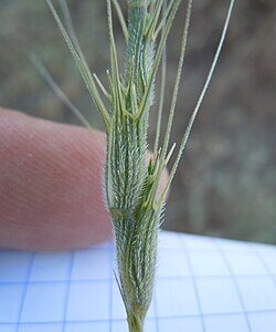 Planta de Trigo moruno | Aegilops triuncialis