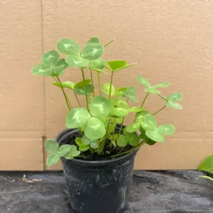 Planta de Trebol subterraneo | Trifolium pratense