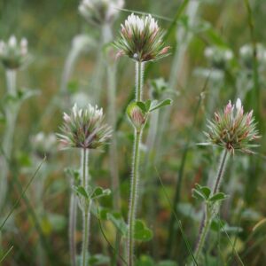 Planta de Trébol | Trifolium stellatum