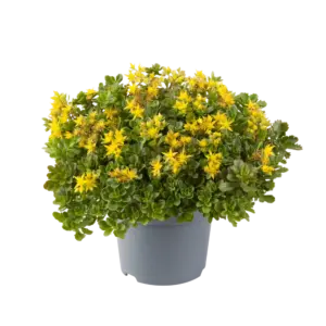 Planta de Uña de gato | Sedum floriferum