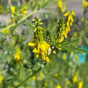 Planta de Trebol real | Melilothus officinalis