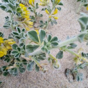 Planta de Trébol marino | Medicago littoralis