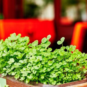 Planta de Trébol incarnado | Trifolium incarnatum