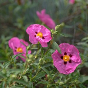 Planta de Tuberaria | Tuberaria guttata