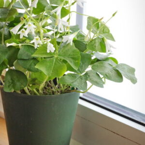 Planta de Trébol de alejandría | Trifolium alexandrinum