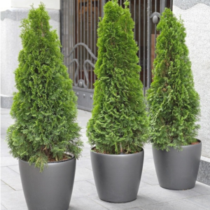 Planta de Tuya | Thuja occidentalis