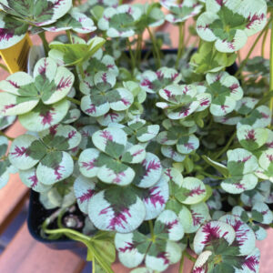 Planta de Trébol fresa | Trifolium fragiferum