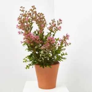 Planta de Árbol de júpiter | Lagerstroemia indica