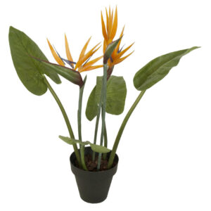 Planta de Árbol del paraiso | Elaeagnus angustifolia