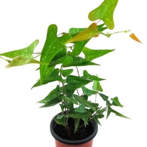 Planta de Zarzaparrilla alemana | Carex arenaria