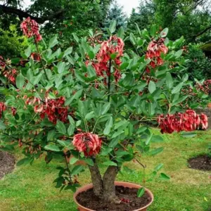 Planta de Árbol del coral | Erythrina crista-galli