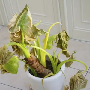 Planta de Vivorera gigante | Echium boissieris