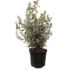 Planta de Zamarrilla | Teucrium polium
