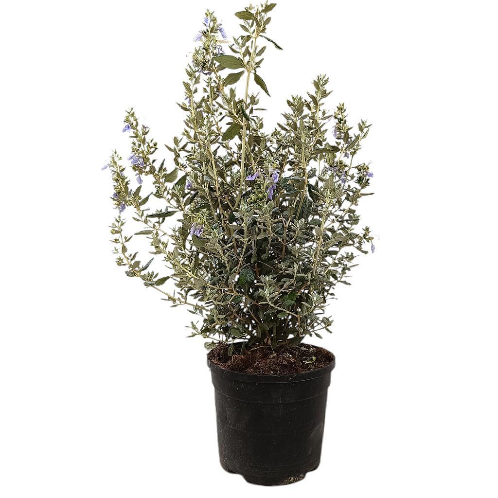 Planta de Zamarrilla | Teucrium polium