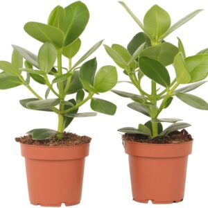 Planta de Zulla | Hedysarum coronarium