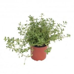 Planta de Zurron de pastor | Capsella bursa-pastoris